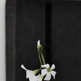 Kouzo Takeuchi 'Kaku Wall Vessel | Small c'